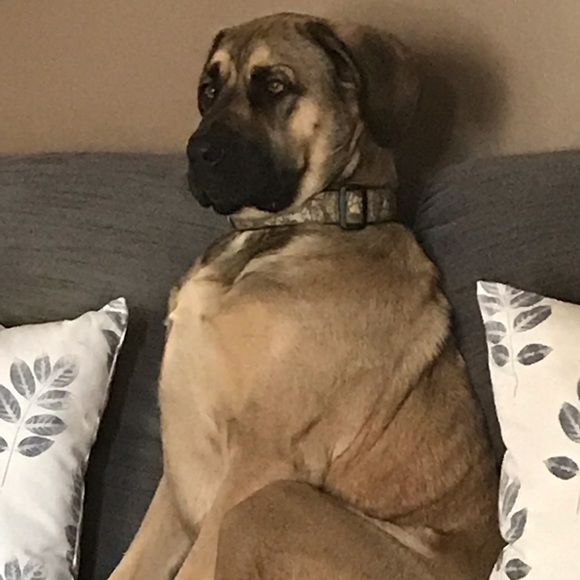 Meet your Posher, Lianne - Picture 1 of 1